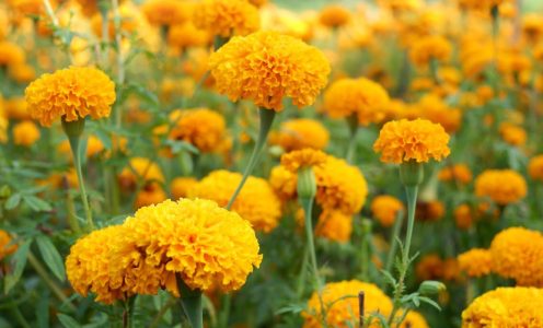 Berkebun di Klungkung