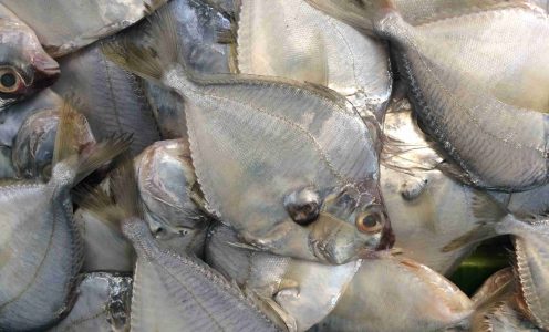 Terakhir di Nias; Selamanya di Hati