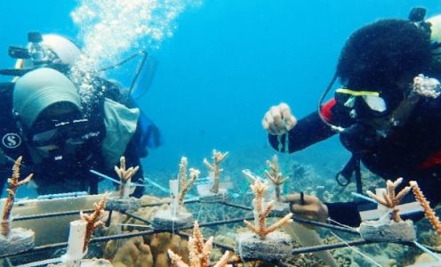 Ikut Menjaga Ibu Bumi Melalui Karang Nusantara
